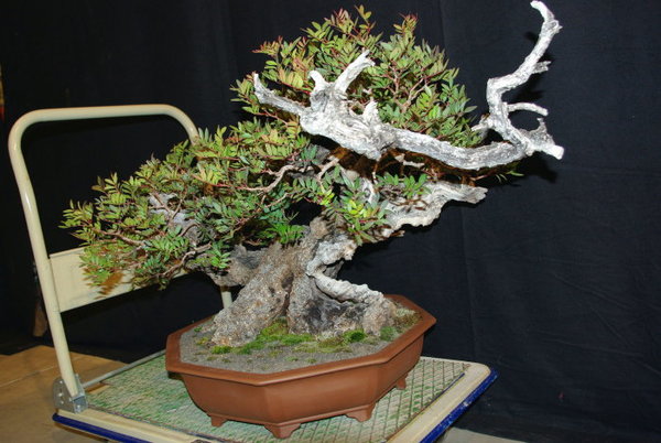 Bl 6_1.jpg