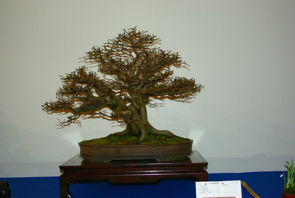 Bl 9_1.jpg