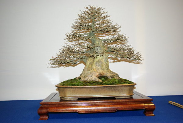 Bl11_1.jpg
