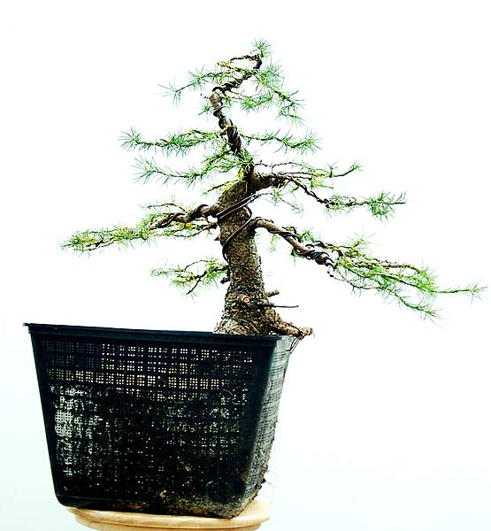 Wenn der Baum eingetopft ist muß Micha den unbedingt hier noch einmal zeigen.