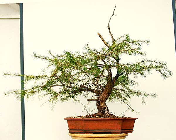 Der Baum steht absolut stabil in der Schale und kann deshalb auch härtere Eingriffe vertragen.
