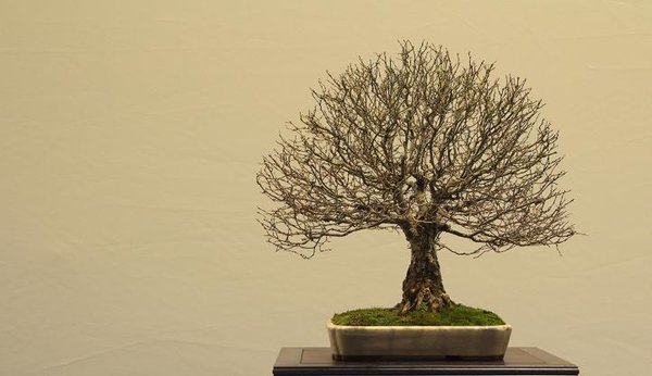 Zelkova serrata (2).jpg