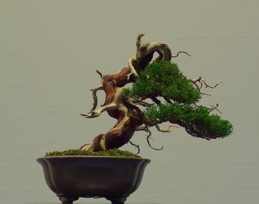 Taxus.jpg