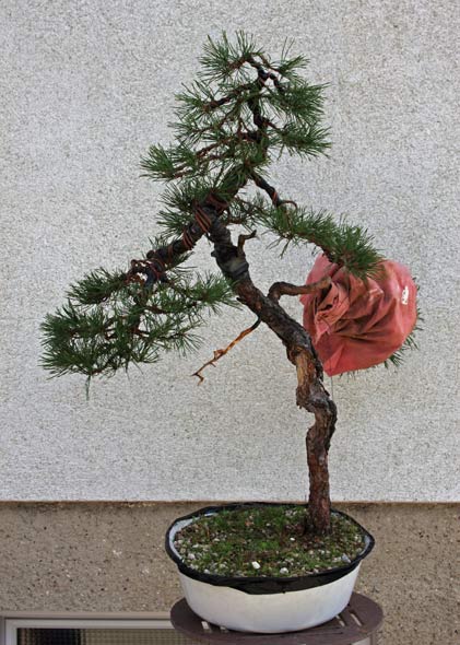 Sylvestris_01.jpg