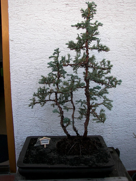 Da mir es nicht mehr gefiel die Äste einfach nur herunterzuziehen, habe ich die Äste einzeln gedrahtet und den Baum noch mehr ausgedünnt.