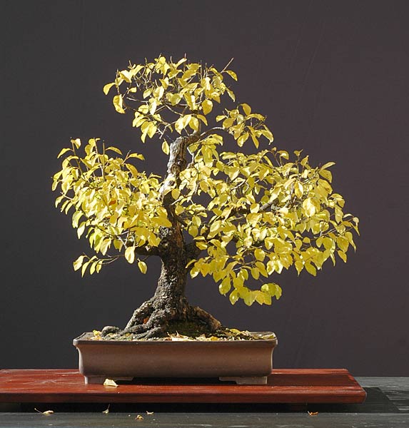 Wildkirsche, Prunus cerasifera