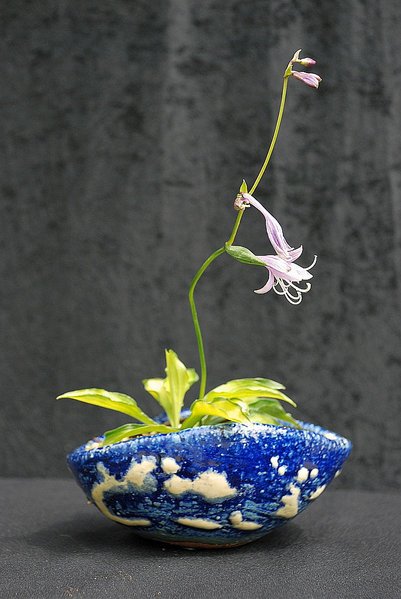Mini-Hosta, Schale Horst Heinzlreiter
