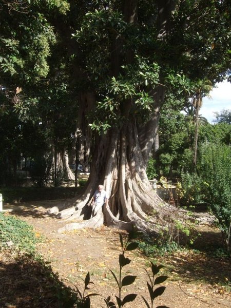 Ficus Nebari Sevilla I.jpg