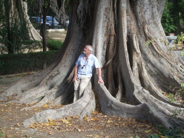 Ficus Nebari Sevilla II.jpg