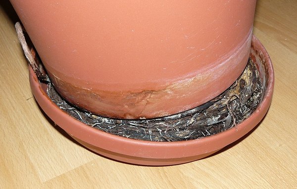 Vor entfernen des äusseren Topfes