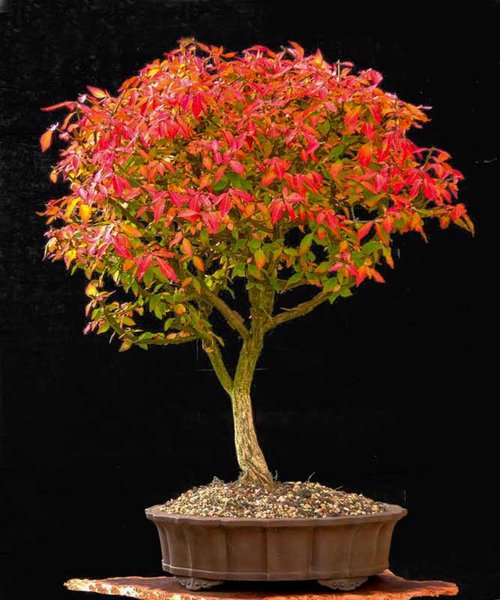 Euonymus-alatus.jpg