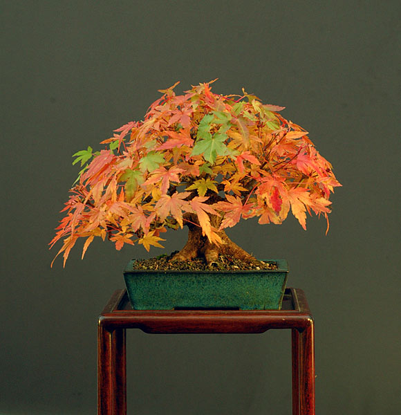 Fächerahornm, Shohin