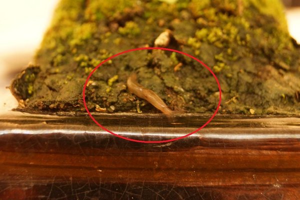 Kleine Nacktschnecke am Bonsai...