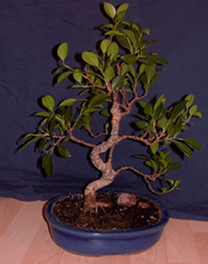 Ficus-vorher.gif