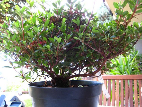 Azaleenbusch; Gartencenter €9,99