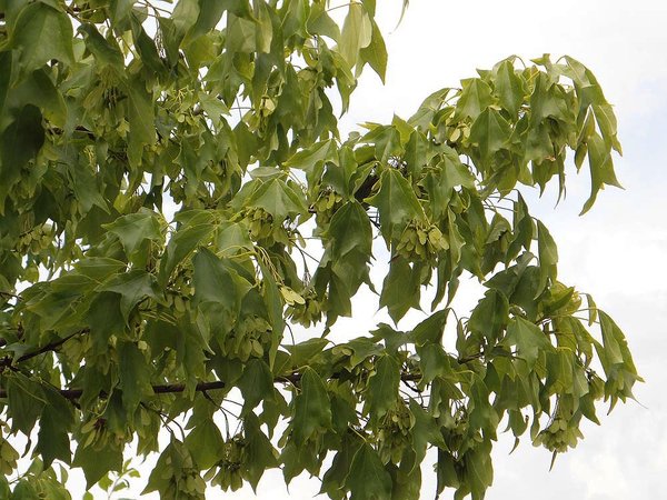Acer buergerianum im Sommergrün mit Samenansatz