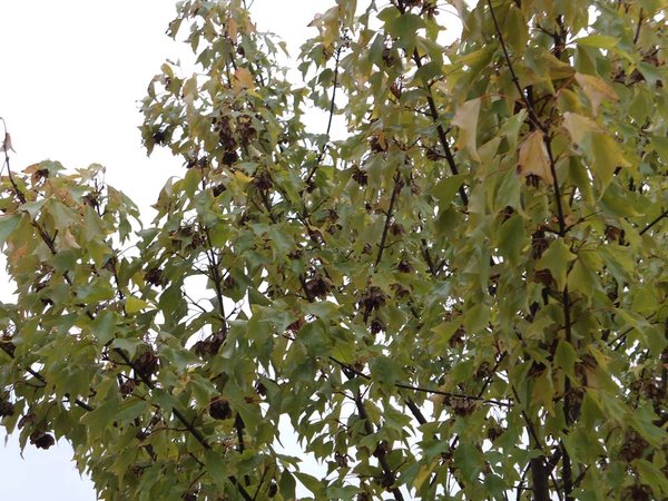 Leider habe ich in diesem Herbst keine so schöne Herbstfärbung; dafür aber reifen Samen.