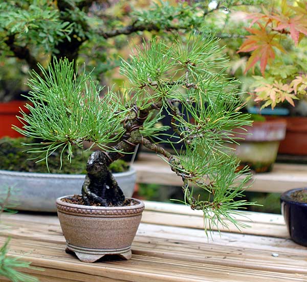Pechkiefer, Pinus rigida ??