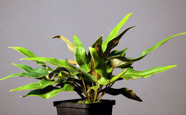 Pyrosia Farn