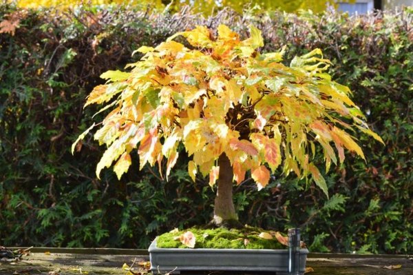 acer ginnala Besen Okt. 12