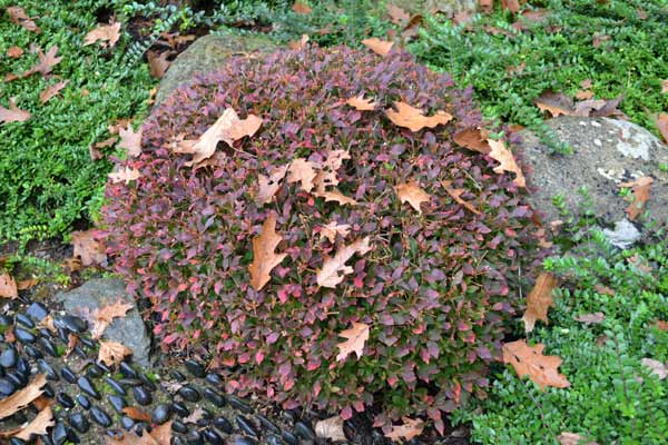 enkianthus japonica
