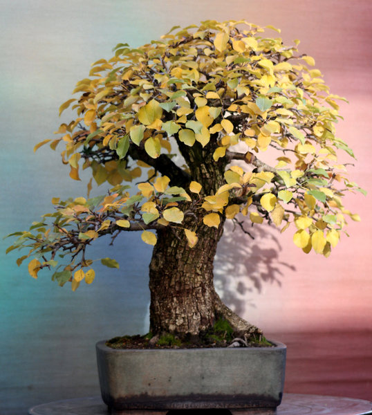 wildbirne-2012.jpg