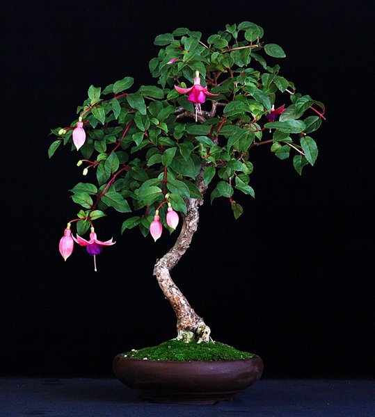 Fuchsia 'Liza' BFF.JPG