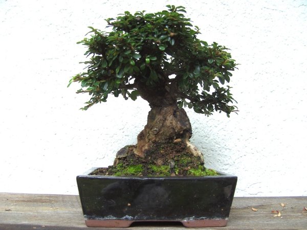 Höhe 20cm