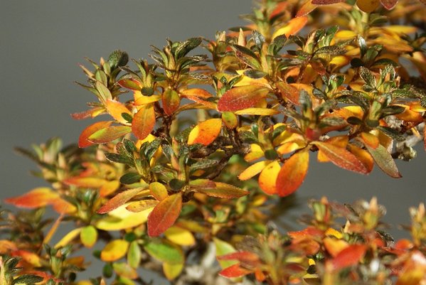 gelbe und rote Blätter im Herbst