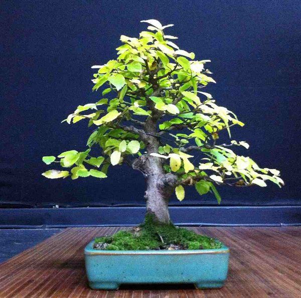 celtis.jpg