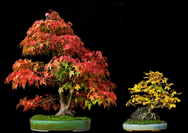 palmatum-campestre.jpg