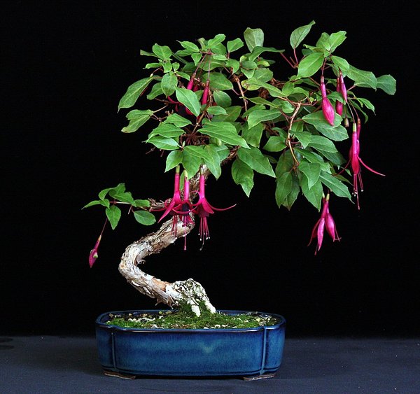 Fuchsia 'Zulu King' II BFF.JPG