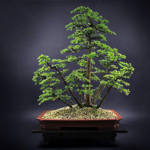 juniperus-regida_forum.jpg
