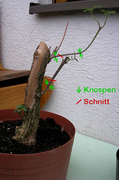 So soll ichs nicht machen, richtig? :D