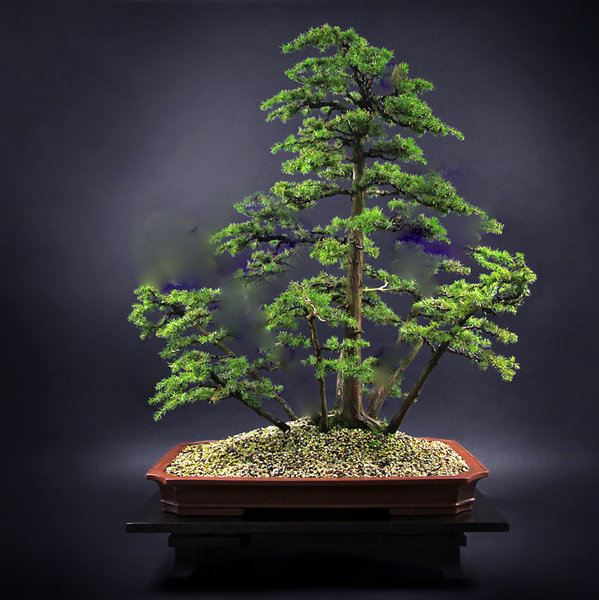 juniperus-regida_forum.jpg