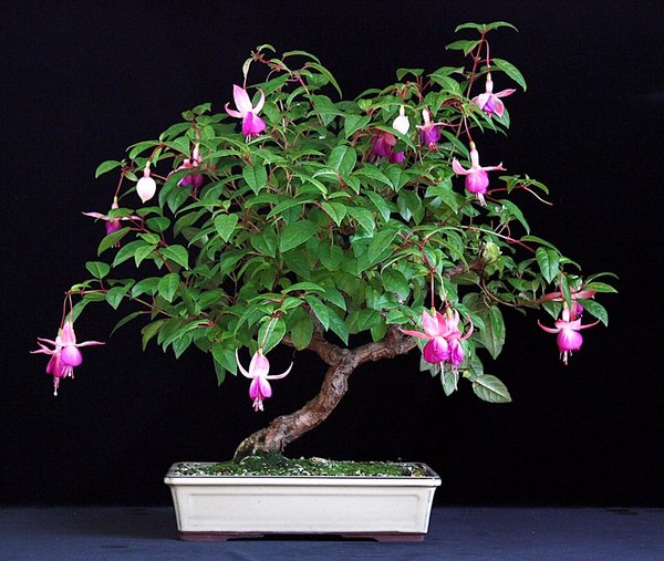 Fuchsia 'Lena' BFF.JPG
