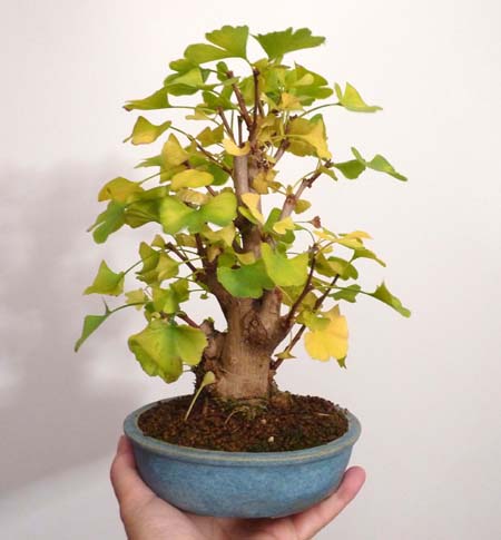 ginko herbst.jpg