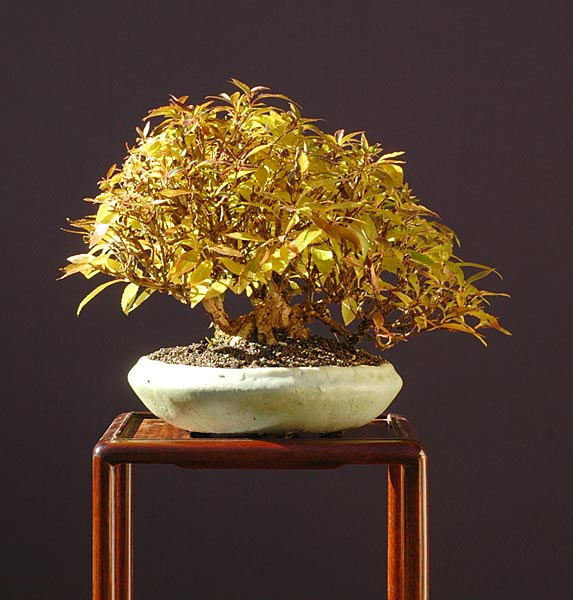 Deutzia Shohin