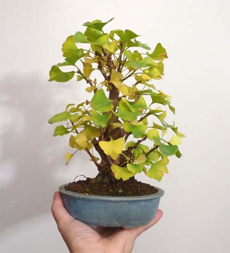 ginko.jpg