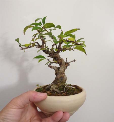 Ilex serrata.jpg
