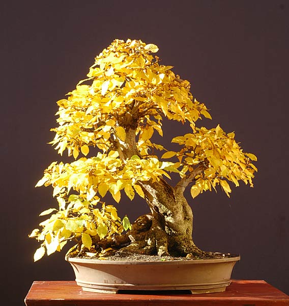 Hainbuche