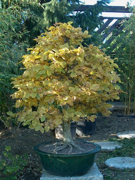Hainbuche.JPG