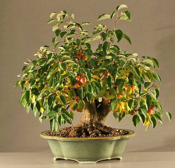 apfel2012-3.jpg