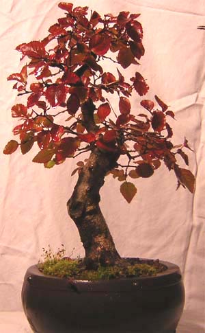 Korea-Hainbuche von Saroner.jpg