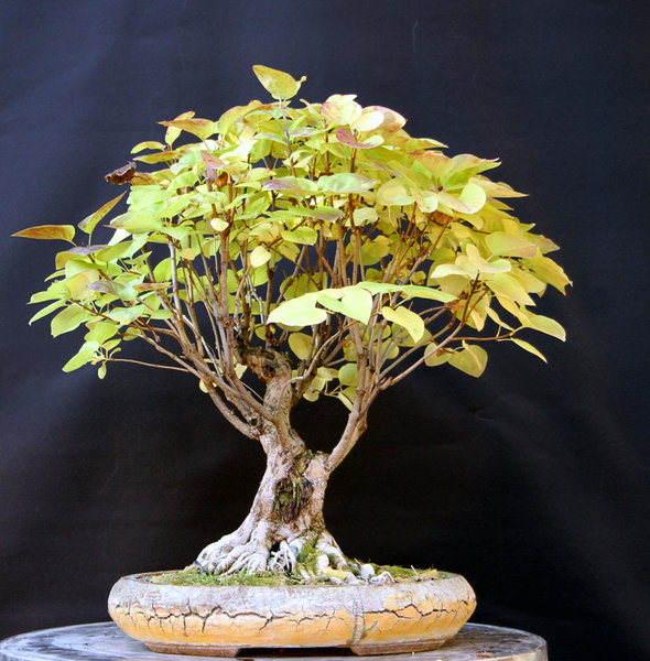 flieder-10-2012.jpg
