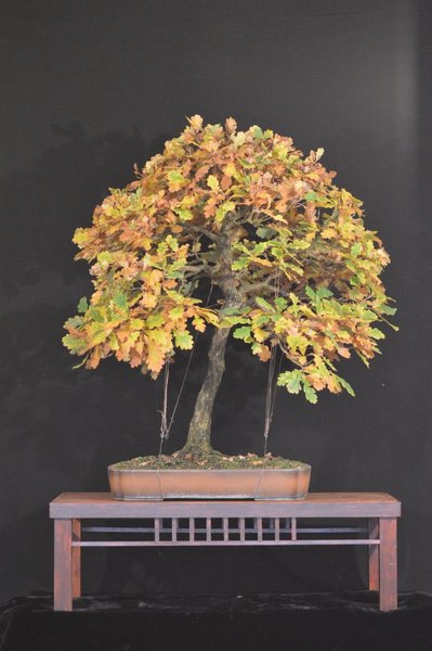 Quercus robur groß Ende Okt.12. III.jpg