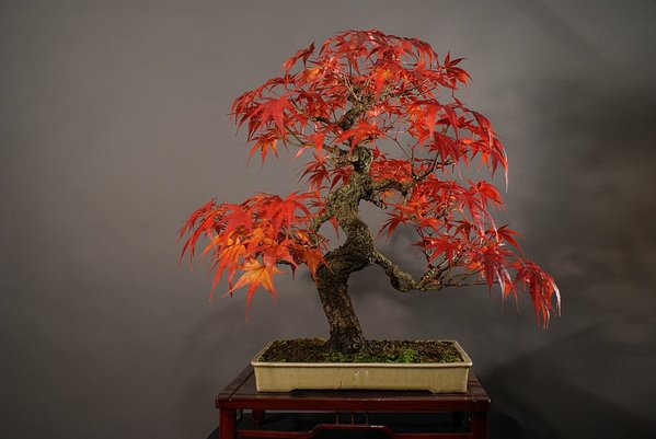 Acer P Arakawa seit 15 Jahren in meiner Sammlung