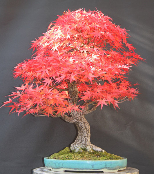 acer-palm.10-2012.jpg