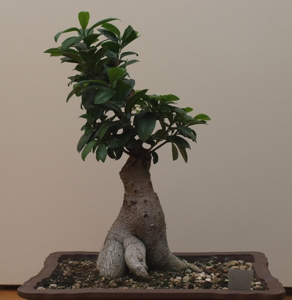 ficus.jpg
