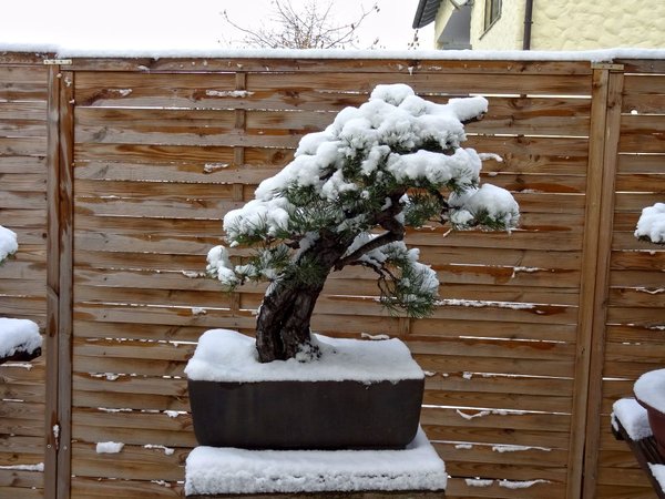 WinterbilderMerlinWinter2012_8.jpg